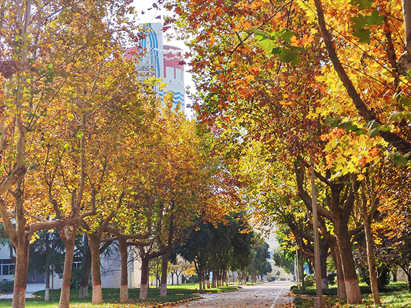 1700790905985567.jpeg 渭化初冬3.jpg