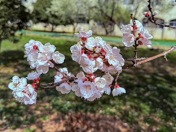 杏花1.jpg